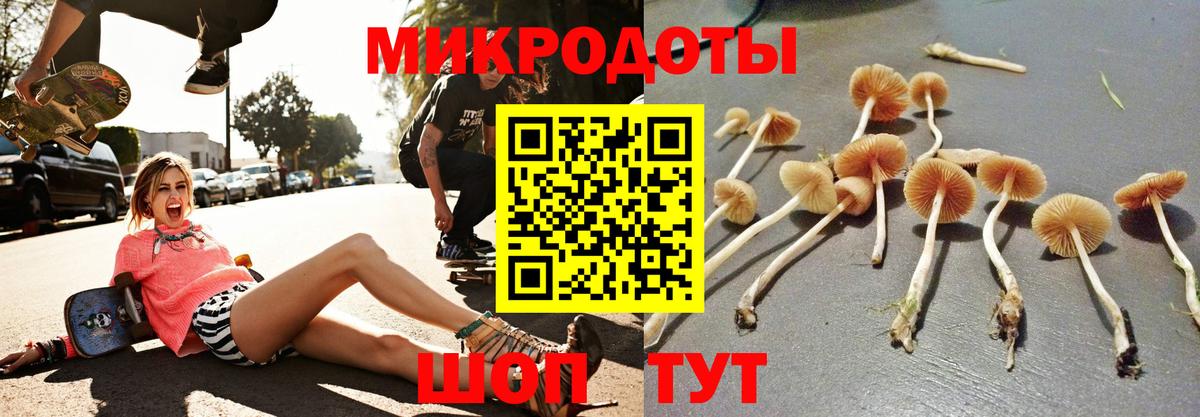 Галлюциногенные грибы Psilocybe Зеленогорск